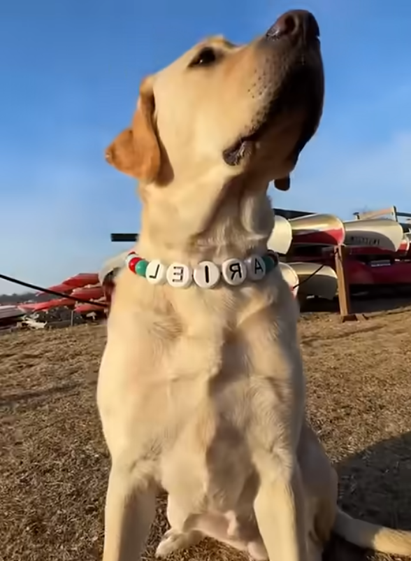 Custom Pet Name Necklace with FREE Matching Bracelet