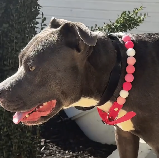 Custom Pet Name Necklace with FREE Matching Bracelet