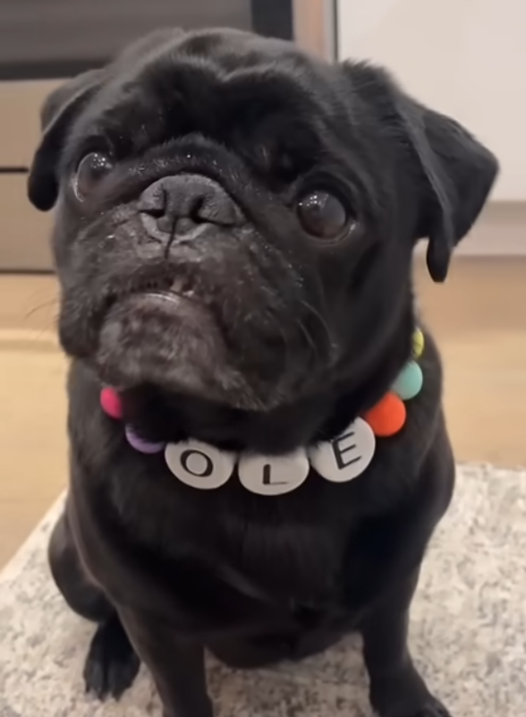 Custom Pet Name Necklace with FREE Matching Bracelet